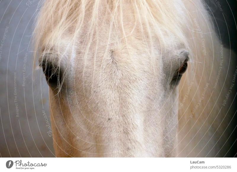 Stirn mit Pony und Seitblick Pferd Schimmel Kopf Augen blicken Lipizzaner Tier Tierporträt weiß Fell Natur Detailaufnahme Blick Mähne Haar