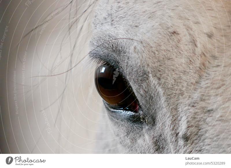 Wachsames Auge Pferd Blick wachsam sein wachsamer Blick braunes Auge Haare Fell Schimmel klarer Blick Tier Blick in die Kamera Tierporträt Detailaufnahme