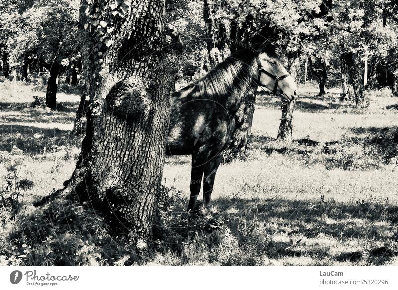 grau in grau | Suchbild mit Pferd gut getarnt Versteck Tarnung versteckt schwarzweiss Baum Baumstamm Licht Hengst Stute stehen Schatten schattiges Plätzchen