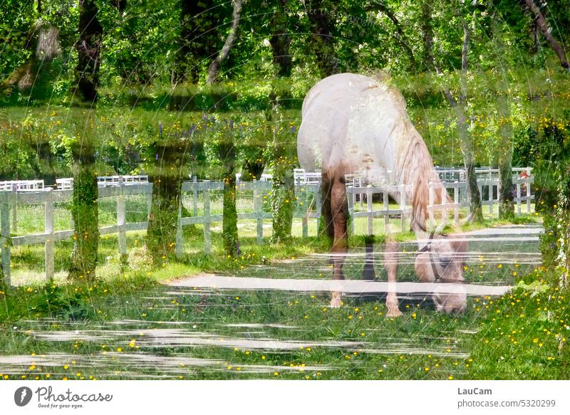 Doppelbelichtung mit Pferd Bäume Wiese Weide grasen grün Gras Natur Tier Sommer Lipizzaner Landschaft Nutztier Koppel Zaun Zäune