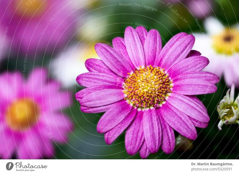 Argyranthemum frutescens, Strauchmargerite, Gartenform, ursprünglich von den Kanarishen Inseln Blütenstand blühen rosa frostempfindlich Korbblütler Asteraceae
