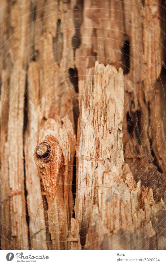 holzig Holz Baum morsch braun alt Farbfoto Natur Baumstamm Nahaufnahme Detailaufnahme Pflanze Menschenleer Außenaufnahme natürlich