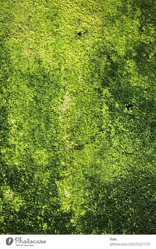 Ohne Moos nix los Moosteppich moosbedeckt grün hellgrün dunkelgrün Natur Mauer Flechten