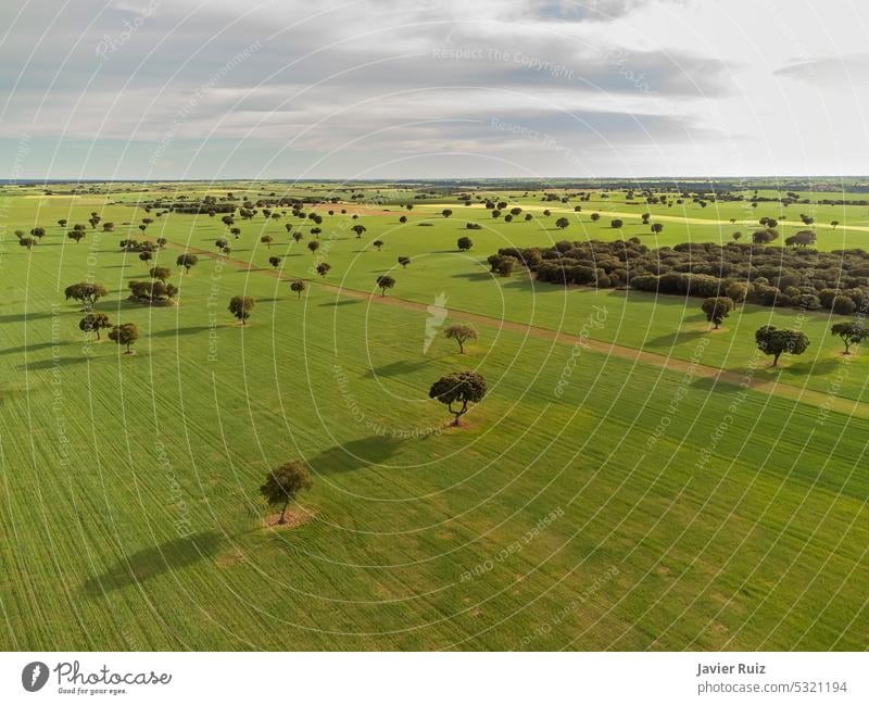 Luftbild von riesigen Getreidefeldern vor dem Horizont, mit verstreuten Bäumen, Drohnensicht Luftaufnahme Müsli Feld Gerste Feldfrüchte Weizen Ackerbau Dröhnen