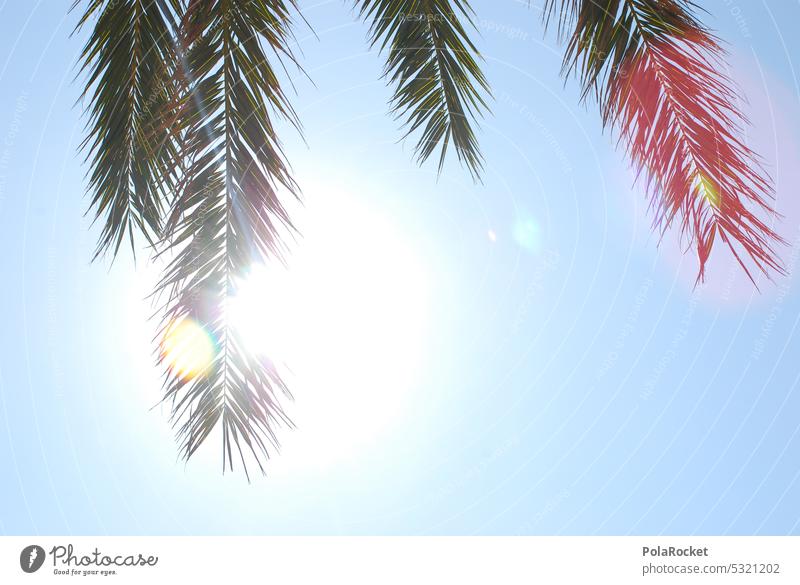 #A0# Miami und so... Miami Beach Himmel Sommer Palme Palmenwedel Palmenstrand Palmenzweige sonnig Ferien & Urlaub & Reisen Tourismus Urlaubsstimmung Urlaubsfoto