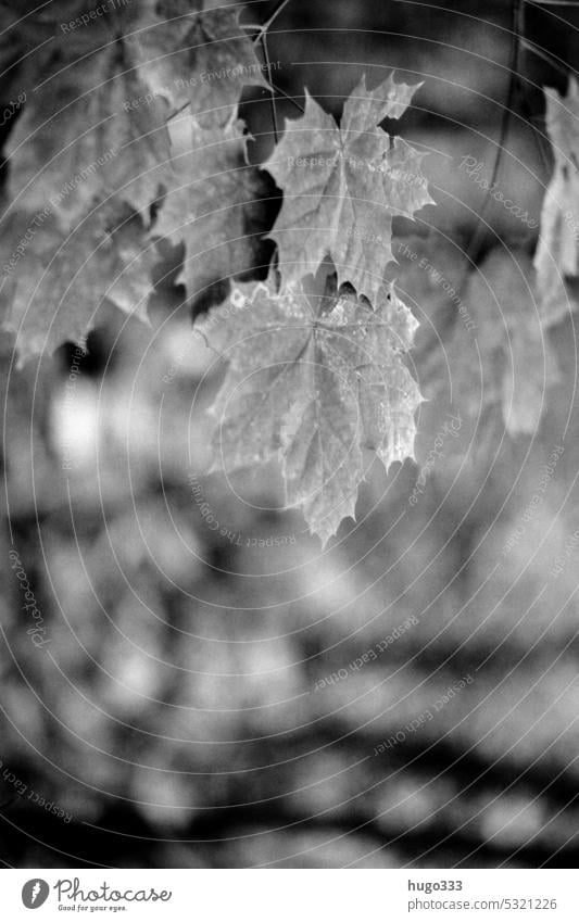 monochromes Herbstlaub Schwarz-Weiß-Fotografie schwarz-weiss Monochrom Blätter schwarz auf weiß Schwarzweißfoto Landschaft Natur Außenaufnahme Umwelt