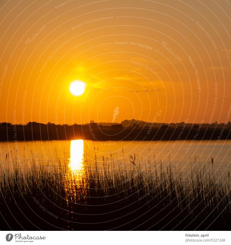 Morgenrunde | Sonnenaufgang am Bodden, Schwäne fliegen Sonnenaufgang - Morgendämmerung Himmel Licht Sonnenlicht Landschaft Außenaufnahme Natur Idylle Wasser