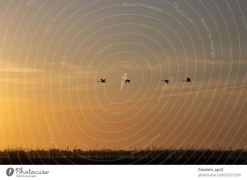 2.Morgenrunde | Schwäne fliegen, Morgenstimmung, Himmel Schwanenfamilie Vogel Natur Vögel Tier Landschaft Naturliebe natur pur Freiheit Sonnenaufgang