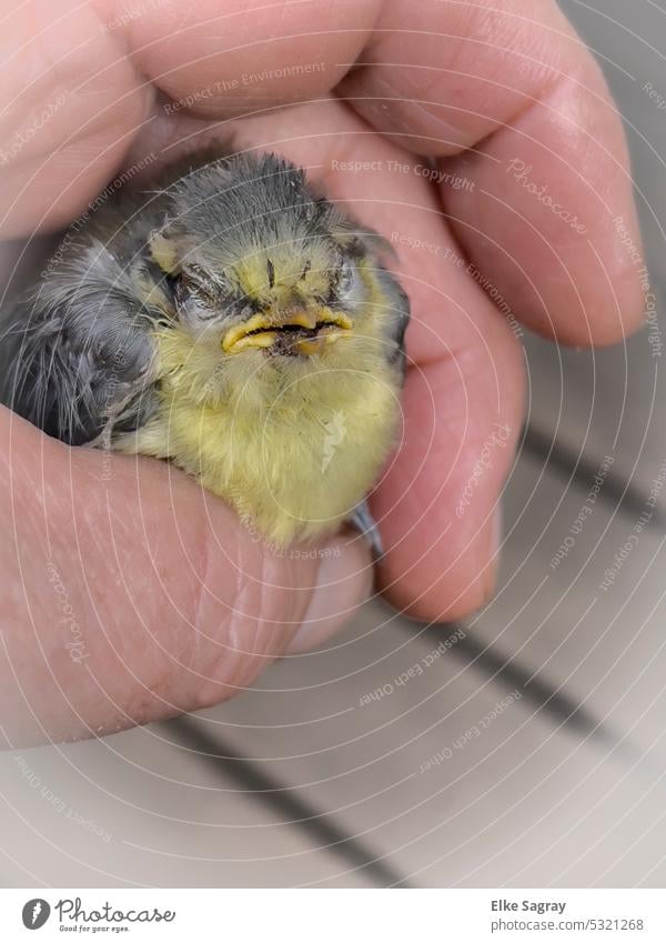 Blaumeisen Küken vom Eichelhäher aus dem Nest geholt :( Vogel Natur Außenaufnahme Farbfoto Menschenleer Tierporträt natürlich Umwelt Ornithologie klein