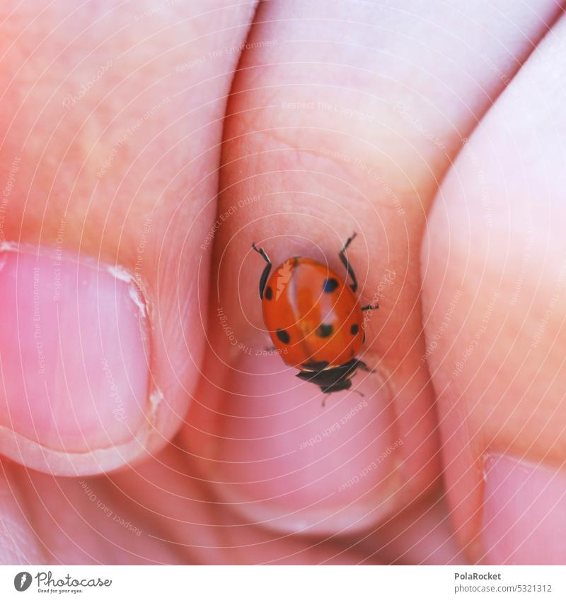 #A0# Kleiner Wanderer Käfer Marienkäfer Finger Klettern Tier Insekt Nahaufnahme Farbfoto Natur krabbeln Glück Makroaufnahme 1 rot klein Außenaufnahme nachhaltig