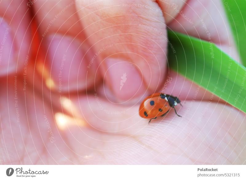 #A0# Kleiner Wanderer Käfer Marienkäfer Finger Klettern Tier Insekt Nahaufnahme Farbfoto Natur krabbeln Glück Makroaufnahme 1 rot klein Außenaufnahme nachhaltig