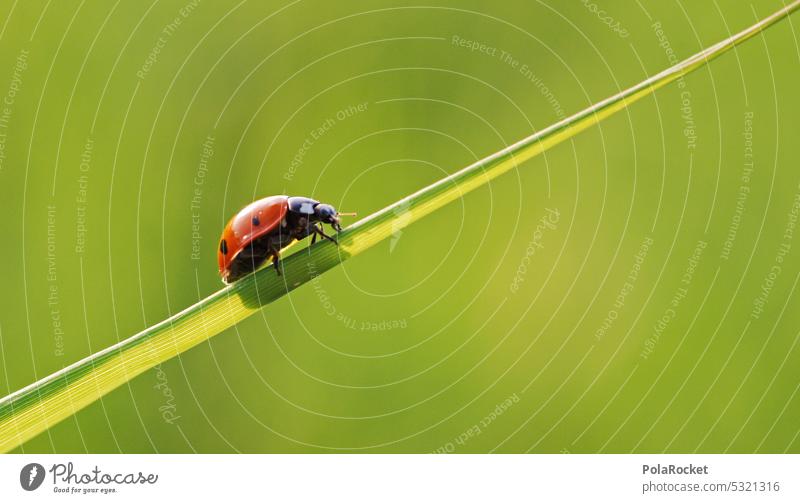 #A0# Natur pur Naturschutzgebiet Naturerlebnis Naturliebe Käfer Marienkäfer Glückwünsche Glücksbringer Symbole & Metaphern nachhaltig Nachhaltigkeit Planet