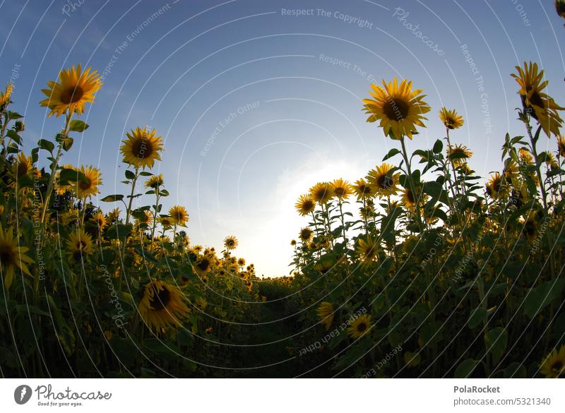 #A0# Sonnenblumenflavour Sonnenblumenfeld Sonnenblumenöl Feld Außenaufnahme Sommer