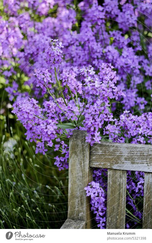 Alte Holzbank umrahmt von lila Blüten Natur Farbfoto Nahaufnahme Detailaufnahme Pflanze Außenaufnahme Alte Bank Lila Blüten Park Landschaft schön Sommer