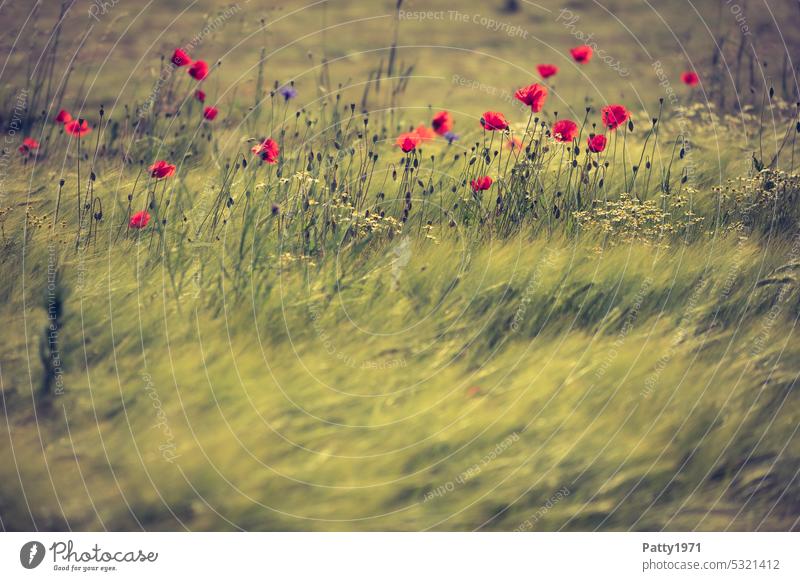 Roter Mohn im Weizenfeld wiegt sich im Wind Wildblumen Klatschmohn Sommer Feld Natur Blume Pflanze Blüte Mohnblüte Landschaft roter mohn Idylle Bewegung