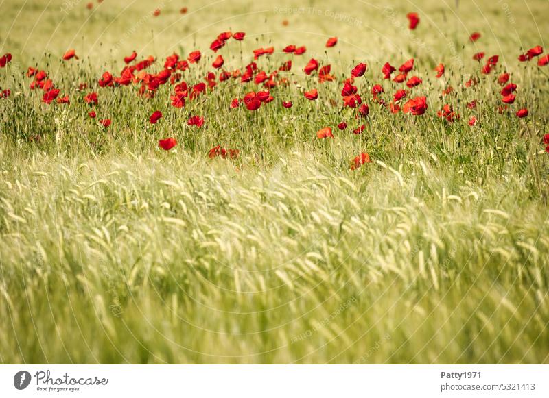 Roter Mohn blüht im Weizenfeld Feld Sommer Klatschmohn rot Natur Blume Mohnblüte Landschaft Blüte Idylle Schwache Tiefenschärfe Ökologie Landwirtschaft