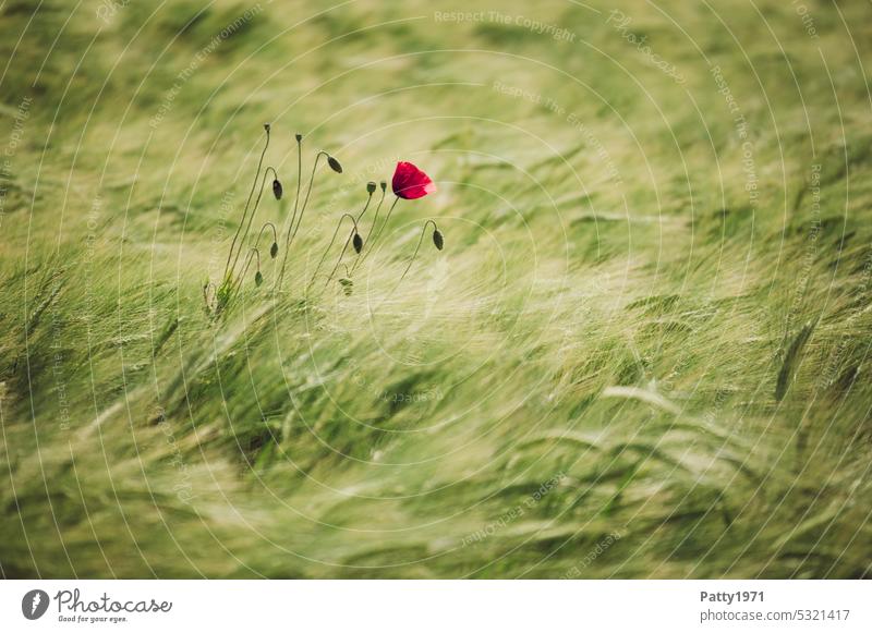 Roter Mohn im Weizenfeld wiegt sich im Wind Mohnblüte Feld Natur Sommer Blume Pflanze Klatschmohn rot Blüte Schwache Tiefenschärfe Idylle Landschaft roter mohn