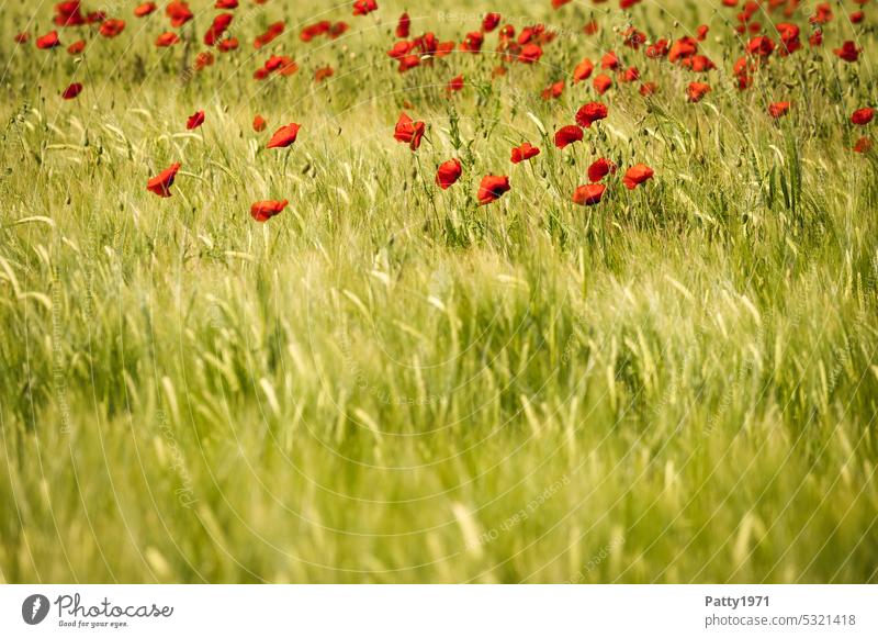 Roter Mohn blüht im Weizenfeld Mohnblüte Wind viele Feld Natur Sommer Blüte rot Blume Pflanze Klatschmohn Wildpflanze Landschaft Idylle friedlich
