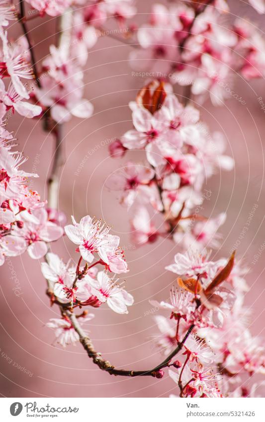 Blütenzauber Baum Zweig Ast rosa pink blühen Blühend Frühling Natur Pflanze Außenaufnahme Farbfoto schön zart natürlich