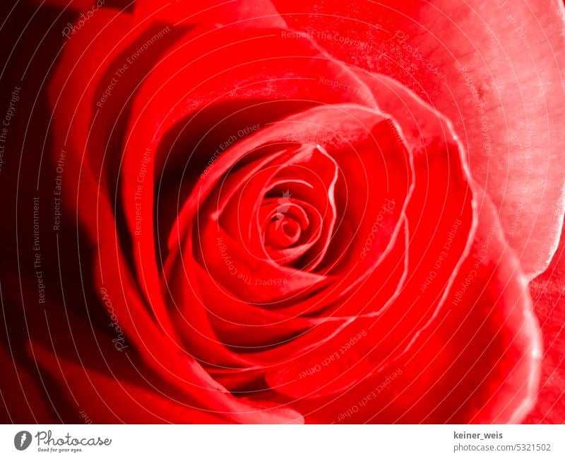 Eine Rose ist eine Rose ist eine Rose Rosenblüte rot Rosenblätter Blume Blüte Blütenblätter Pflanze Makroaufnahme Romantik ästhetisch farbtöne Nahaufnahme