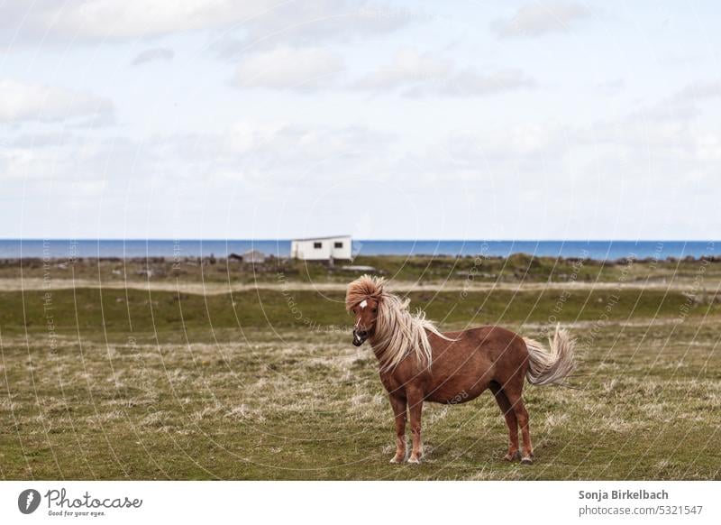 Stürmische Zeiten - Isländisches Pferd - gerade erst aufgestanden Island isländisch stürmisch Wind Wetter lustig Behaarung Landschaft Urlaub Roadtrip
