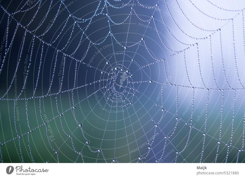 Netz Spinnennetz Tau wasser radnetz Wassertropfen Makroaufnahme Natur Tropfen nass Morgen natürlich Farbfoto Tautropfen Schwache Tiefenschärfe Detailaufnahme