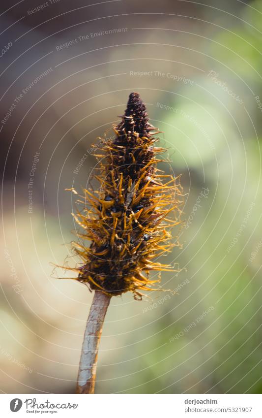 Der Spitzwegerich ist verblüht. - Plantgo lanceolata ) verblühte Blume natürliches Licht Pflanze Tageslicht Frühling nah Natur natürliche Farbe Frühlingsblume