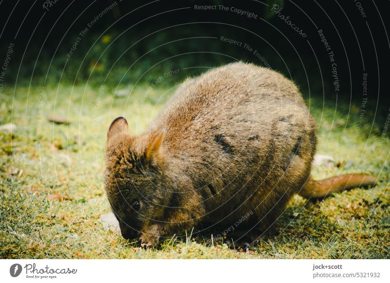 Einzelgänger Wombat Beuteltier Pflanzenfresser Säugetier Tierwelt Australien Tasmanien Gras fressen stämmig Lebensraum Revier natürlich Nahrungssuche freilebend