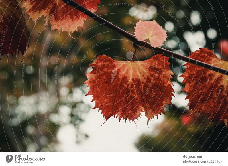 Ein Blatt..Herbstfärbung Baum Natur Herbstlaub Menschenleer mehrfarbig Außenaufnahme Farbfoto Sonnenlicht Schönes Wetter herbstlich Tag Umwelt natürlich