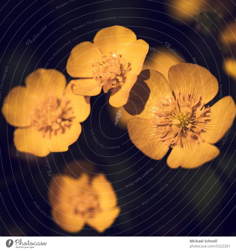 Kriechender Hahnenfuß (Ranunculus repens) in der Abendsonne Hahnenfußgewächse Blüte Blume Pflanze Wiese Ranunculaceae geringe Tiefenschärfe 4 blühen gelb