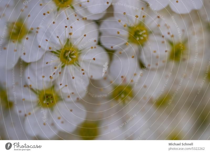 Filziges Hornkraut (Cerastium tomentosum) Nelkengewächse nelkengewächs Steingartenpflanzen Mauergewächs BLUETEN Blüte Nahaufnahme Blühend natürlich Natur