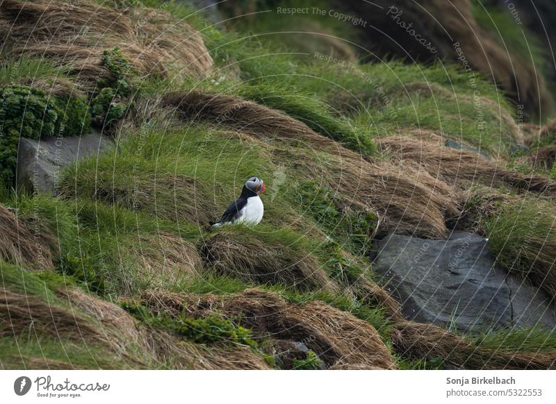 Hoch oben in den Felsen... die ersten Papageientaucher brüten :) Vogelbeobachtung arktische lustig bezaubernd Tierwelt wild atlantisch farbenfroh Fratercula