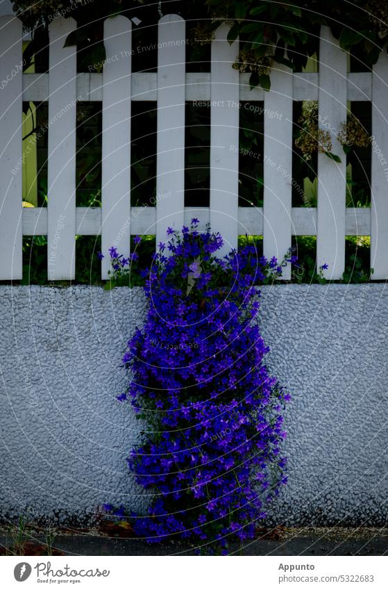 An einem weißen Gartenzaun ergießt sich ein Blütenteppich von leuchtend blauen Glockenblumen (Campanula) bis auf den Boden Gartenmauer Zaun Mauer Blütenmeer