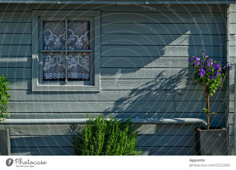 Vor einer sonnenbeschienenen hellgrau lackierten Gartenhütte mit einem kleinen Fenster mit gestickten Gardinen wächst ein Lavendelstrauch und ein kleines blau blühendes Bäumchen
