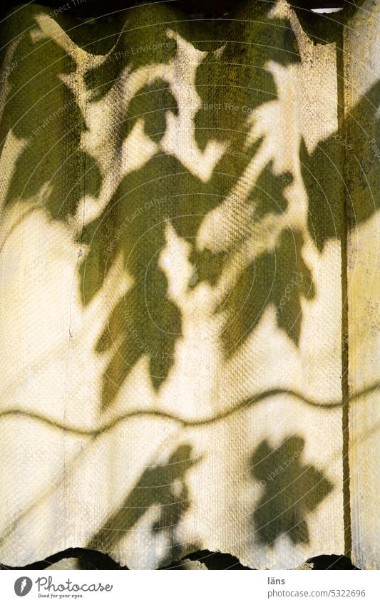 Lost Land Love ll schatten der Vergangenheit Blätter Schatten Asbest Asbestplatten balkonverkleidung Sonne Altlast Sonnenlicht Licht Schönes Wetter Menschenleer