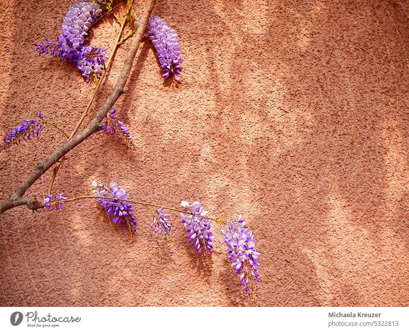 blauregen (wisteria) 10 blüten, braune mauer, platz für text, linke seite der mauer bewachsen quadratisch licht und schatten fülle frühling wand