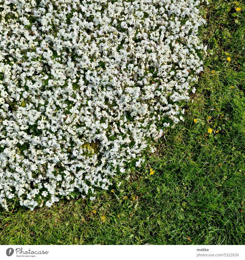 Eine runde Anzahl Blüten (#300) Wiese Blumenwiese Gänseblümchen Frühling Gras grün Garten Blühend weiß Sommer Natur Frühlingsgefühle Umwelt natürlich Park