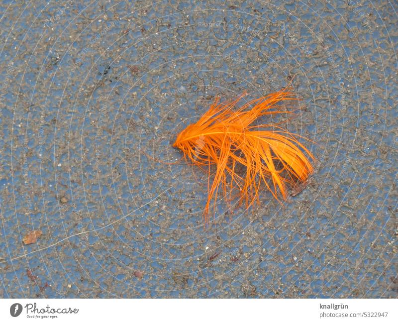 Federn lassen orange Vogelfeder Nahaufnahme Außenaufnahme Menschenleer Farbfoto weich Natur zart Leichtigkeit Detailaufnahme Makroaufnahme filigran federleicht