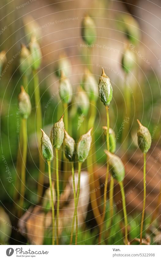 *600* stillgestanden Moos grün Makroaufnahme Natur klein Halm Pflanze Stengel Nahaufnahme Gras Gräser Menschenleer Frühling