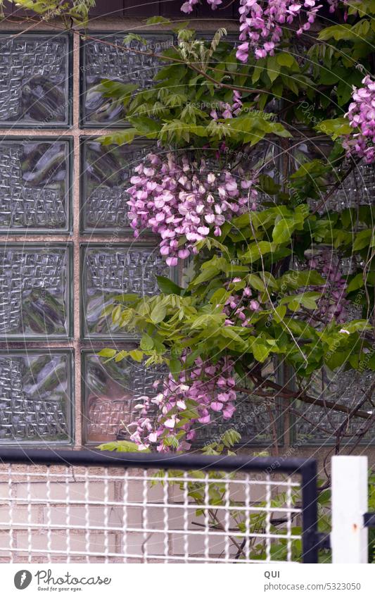 Glasbausteine mit Blauregen... wie damals Zaun Kletterpflanze Fenster lila Klettern bewachsen Pflanze Blüten alte Zeiten früher blühen Tageslicht Frühling Natur