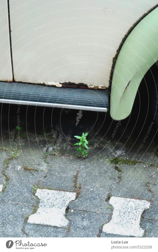 Ein grünes Pflänzchen streckt sich zwischen Knochensteinen hervor, neben einem rostenden Autowrack Sprössling Pflaster Pflastersteine Ritze Ritzenkönig rostig