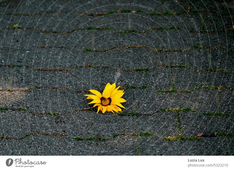 eine abgerissene gelbe Blüte liegt im Schatten welk welkend Sonnenhut Rudbeckia Pflaster Knochensteine Sommer Blume