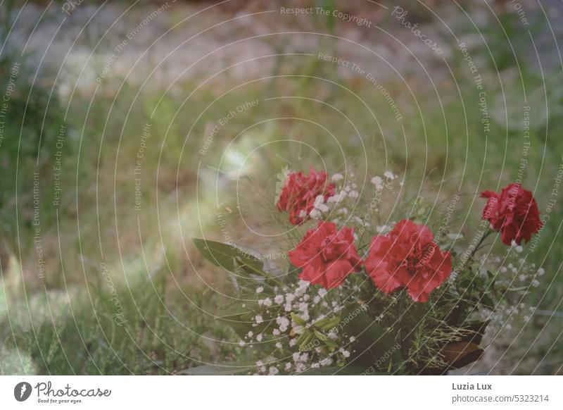 Nelken auf dem Friedhof, im Abendlicht rot Friedhofsblume Vergänglichkeit zart vergänglich hübsch Blumenschmuck Tod Frühling