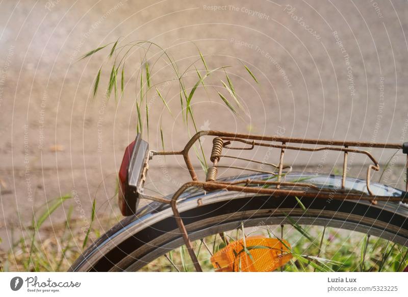 um ein verlassenes Fahrrad wächst frisches Gras... vergessen alt rostig Gepäckträger Rücklicht rot hell sonnig Frühling grün frisches grün Rispe Halm Katzenauge