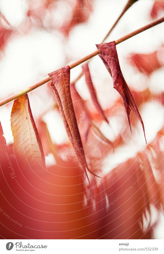 rotrotrot Umwelt Natur Pflanze Herbst Sträucher Blatt natürlich Farbfoto Außenaufnahme Nahaufnahme Menschenleer Tag Schwache Tiefenschärfe