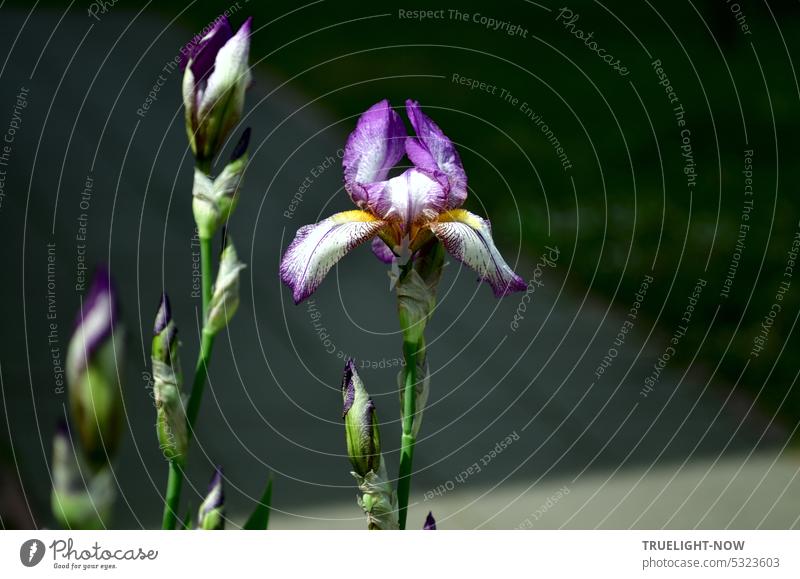 Iris violett Göttin des Regenbogens Schwertlilie blüht am Gartenweg Blüte Stängel Blütenknospen blau blauviolett sibirische Blume Wildblume Gartenblume