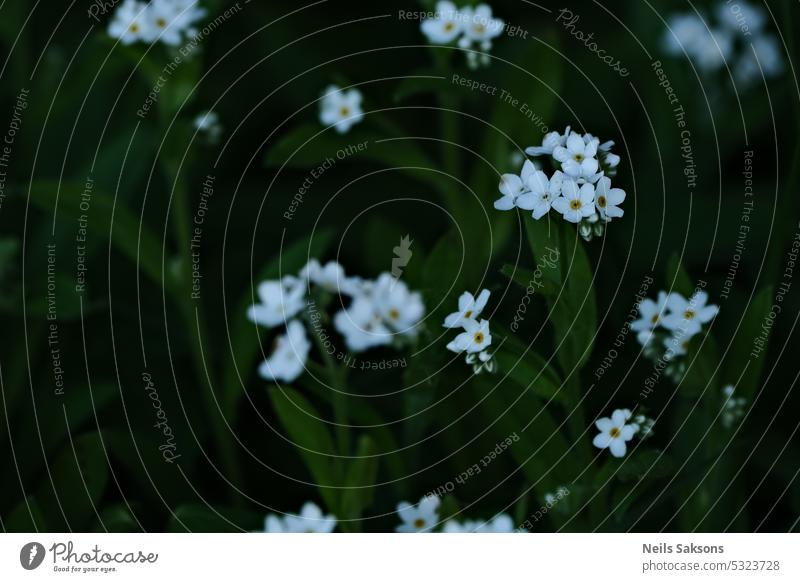 Weiße Blüten des Vergissmeinnicht (Myosotis) Hintergrund schön Schönheit Blütezeit Überstrahlung blau botanisch Botanik hell Nahaufnahme Flora Blume