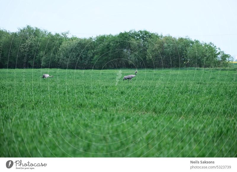 Kranich (Grus canadensis) auf einem Feld Tier Hintergrund schön Vogel Vogelbeobachtung Kanada Kräne Gras grus Sumpf Migration natürlich Natur Nordamerika