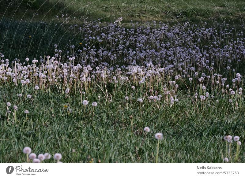 Löwenzahn auf der Wiese. Löwenzahnsamen. Hintergrund schön Schönheit Pusteblume Nahaufnahme filigran Umwelt Blume Fussel fluffig Gras grün Leben Makro natürlich