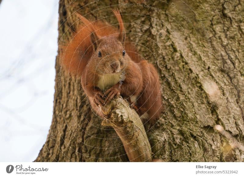 Eichhörnchen im Baum -Blick in die Kamera Tier Fell Wildtier Säugetier Außenaufnahme Schwanz natürlich niedlich Baumstamm Wald Farbfoto süß